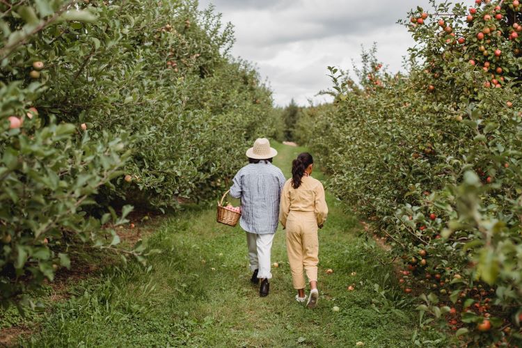parent and teen girl harvesting apples in farm