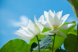 white lotus with a background of a blue sky