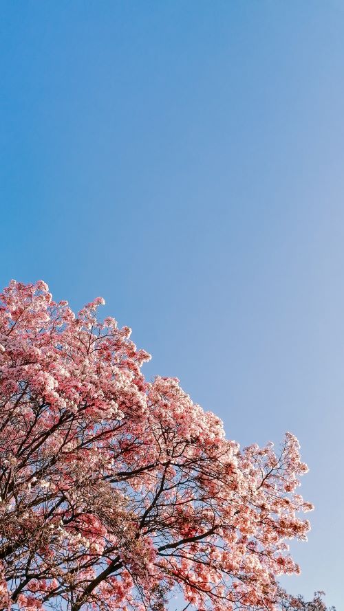 cherry blossom tree with the sky as the background