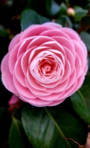 japanese camellia flower in close up