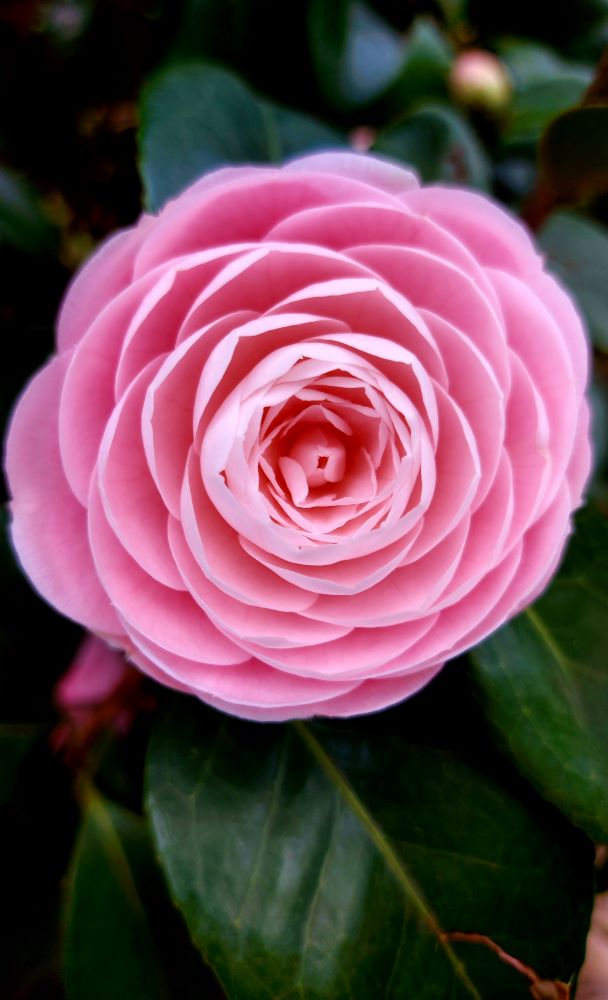 japanese camellia flower in close up