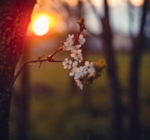 white flower on a tree with the sunrise at the background
