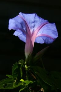 a close up shot of a morning glory flower