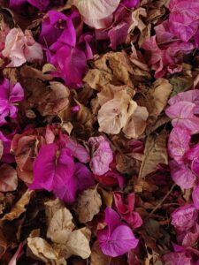 fresh and wilted bougainvillea flowers