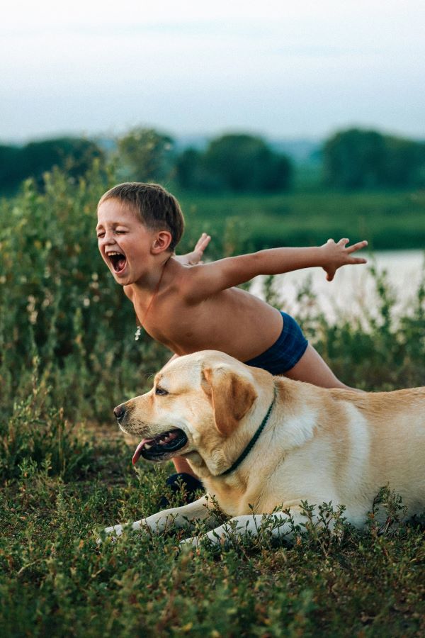 little boy screaming and labrador dog laying outside